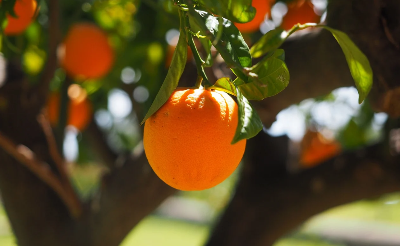 Hånd- & Negleolie Droplet - Citrus sinensis